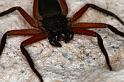 Hemicloea_ZZ327_D3678_Z_88_Hamelin pool_Australie
